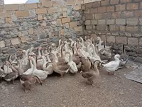 Geese — फ़ोटो 3