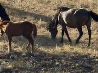 Horses (batch, sex not specified), Kazakh horse — photo 1