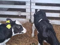 Buqa, Russian Black pied cattle — 2-rasm