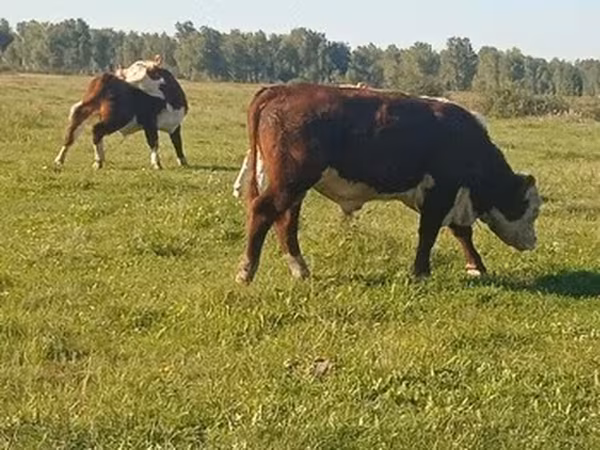 Holstein-Rasse