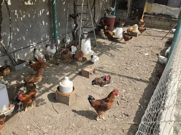 Chickens