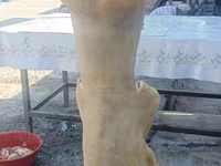 Qoç, Qoyunlar — foto 5