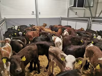 İnək, Mal-qara — foto 7