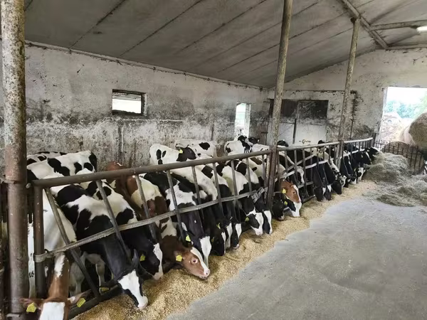 Bulle, Russian Black pied cattle