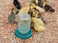 Ducks — फ़ोटो 5