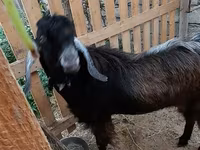 公山羊, Goats — 照片 4