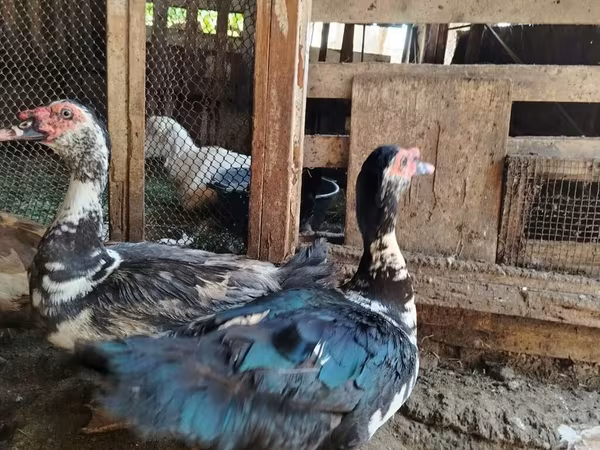Ducks