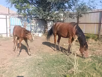 घोड़ी, Thoroughbred horse — फ़ोटो 8
