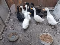 Ducks — foto 1