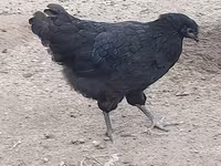 Australian Pit Game fowl — Foto 2