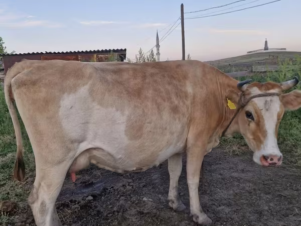 بقرة, Latvian Blue cattle