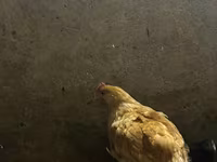 Chickens — foto 5