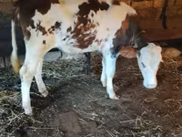 Vaca, Raza Holstein — foto 5