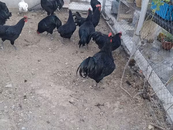 Chickens