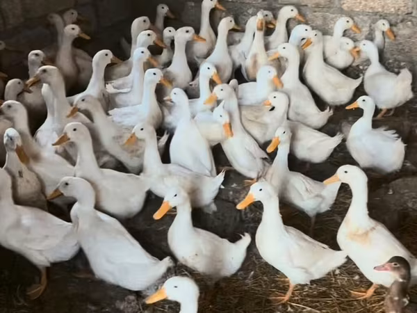 Deutscher Pekin
