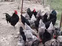 أوسترالورب — الصورة 5