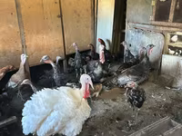 Turkeys — 2-rasm