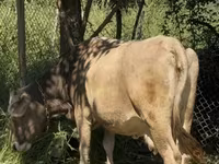 गाय, मवेशी — फ़ोटो 4
