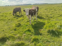 Bulle, Simmental cattle — Foto 7