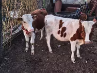 Bulle, Simmental cattle — Foto 1