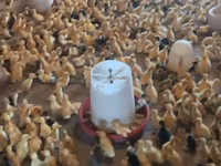 Ducks — 6-сурет