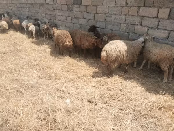 Вівці (партія, стать не вказано), Вівці