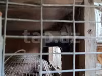 Toyuqlar üçün qəfəs satılır qiyməti 80 manat real alıcılar zəng etsin — photo 3