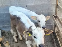 Bulle, Swiss cattle — Foto 2