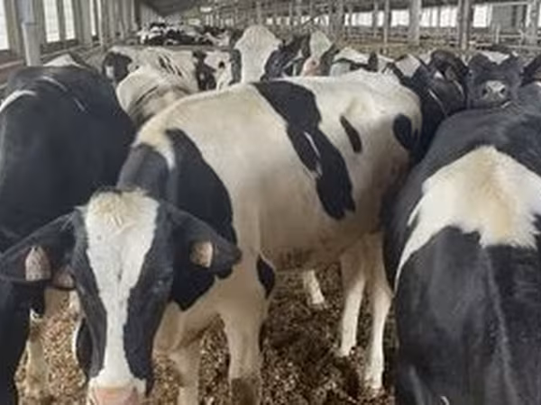 Holstein-Rasse