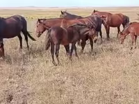 घोड़ा, घोड़े — फ़ोटो 8