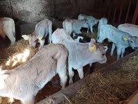 Toro, Simmental cattle — foto 2