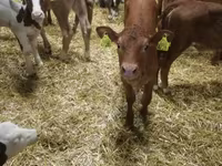 أبقار (دفعة، الجنس غير محدد), Simmental cattle — الصورة 4