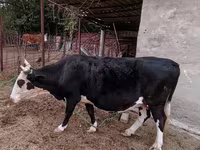 İnək, Latvian Blue cattle — foto 1