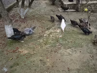 Ducks — photo 3