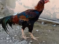 Chickens — Foto 3
