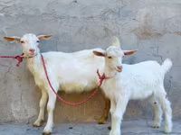 Ешкі, Saanen goat — 3-сурет
