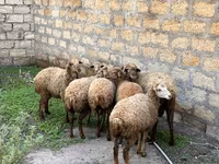 Schafe (Partie, Geschlecht nicht angegeben), Schafe — Foto 1