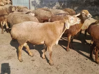 Ziegenbock, Beetal goats — Foto 4