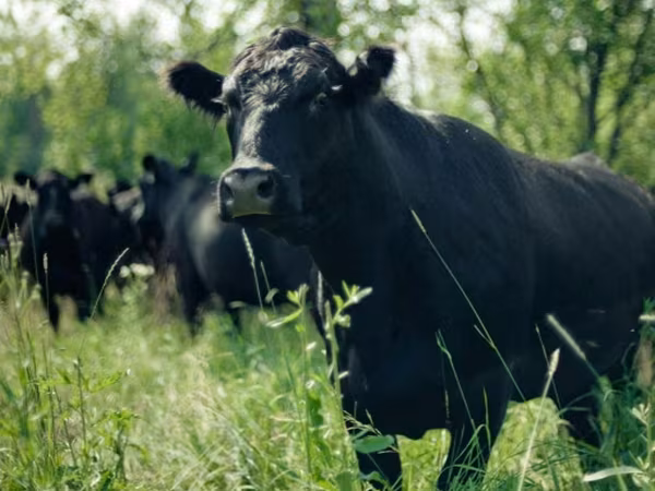 Aberdeen-Angus