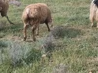Ovejas (lote, sexo no especificado), Ovejas — foto 2