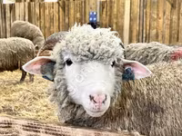 Oveja, Kuibyshev sheep — foto 1