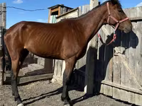 Кобила, Thoroughbred horse — фото 2