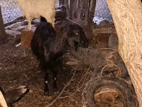 Billy Goat, Goats — photo 4