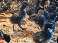 Avstraliya Pit Game quşu — foto 2