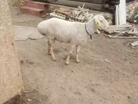 كبش, Hissar sheep — الصورة 2