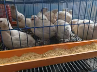 King Quail — foto 4