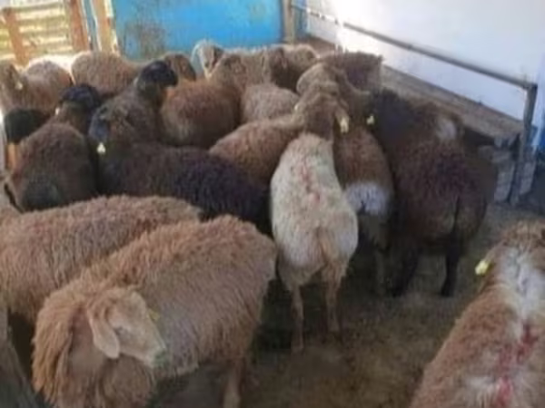 Widder, Kazakh fat-tailed coarsewool sheep