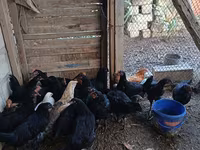 Chickens — 1-rasm