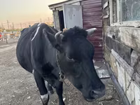 Sigir, Russian Black pied cattle — 3-rasm