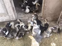 Ducks — foto 1